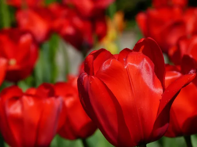 Red tulips close up 4K wallpaper