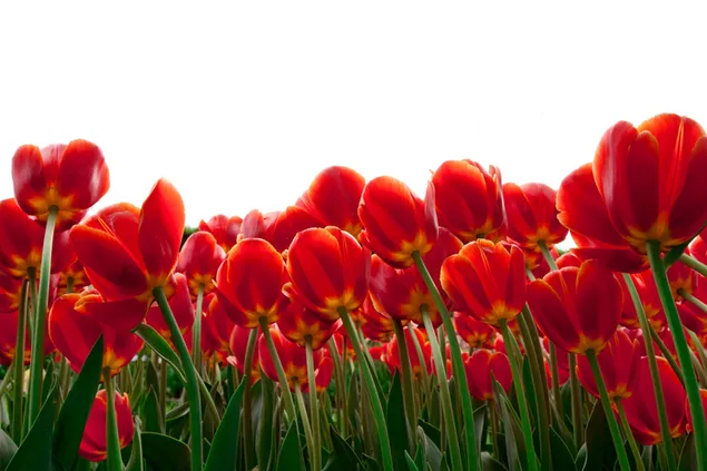 Red tulips field 4K wallpaper