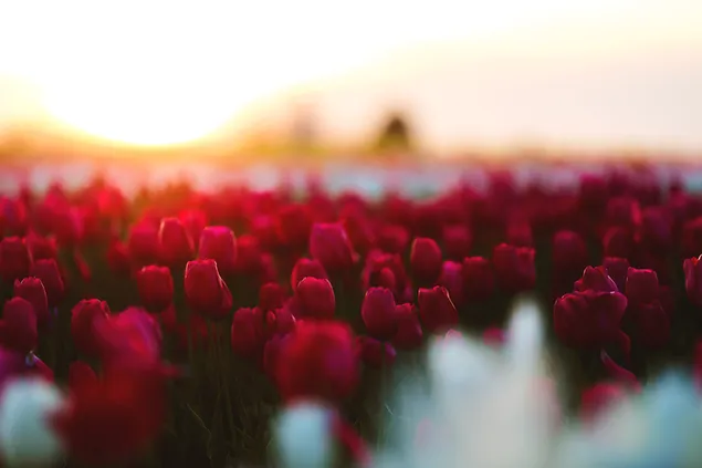 Red tulips flower meadow 4K wallpaper