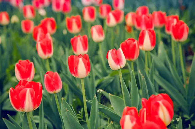 Red tulips garden 4K wallpaper