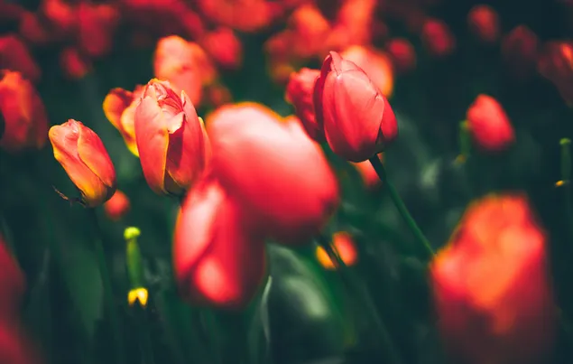 Rote Tulpen im Garten 6K Hintergrundbild