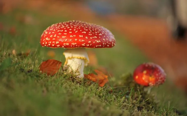 Шпалери Червоний білий гриб восени HD