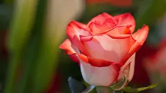 rosa blanca rojiza 2K fondo de pantalla