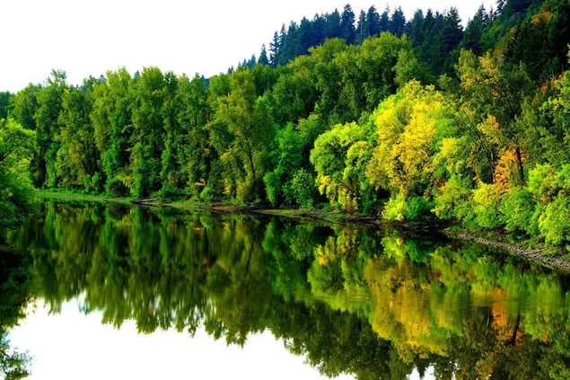 Weerspiegeling van bosbomen in het meer in de natuurlijke groene kleuren van de natuur