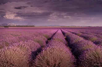 Refleksi Taman Lavender di Langit 2K wallpaper