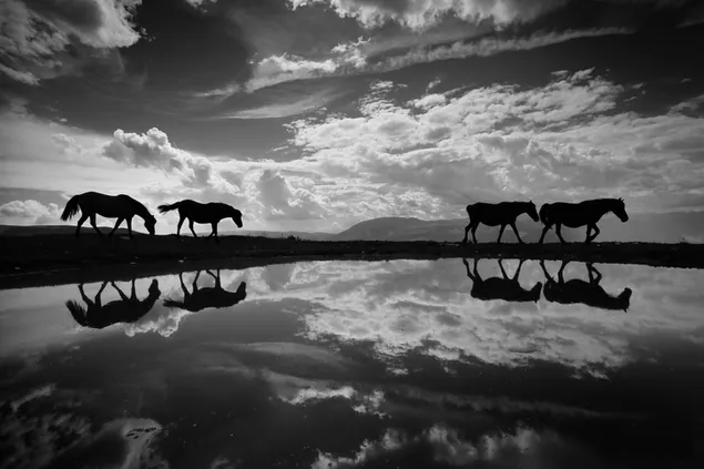 Reflejo de siluetas de caballos errantes en el agua con nubes 2K fondo de pantalla