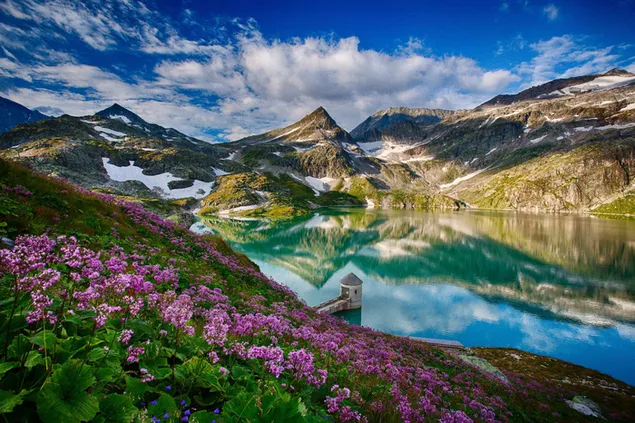Reflejo de flores rosas, montañas nevadas y nubes en un lago claro