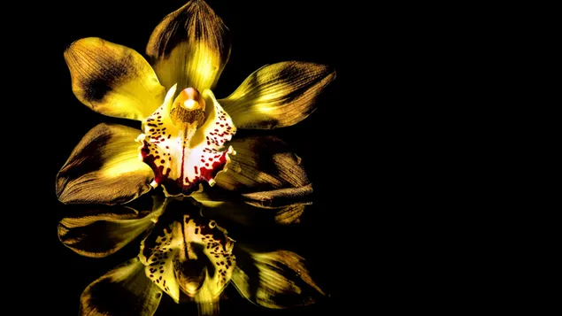 Reflejo de orquídeas