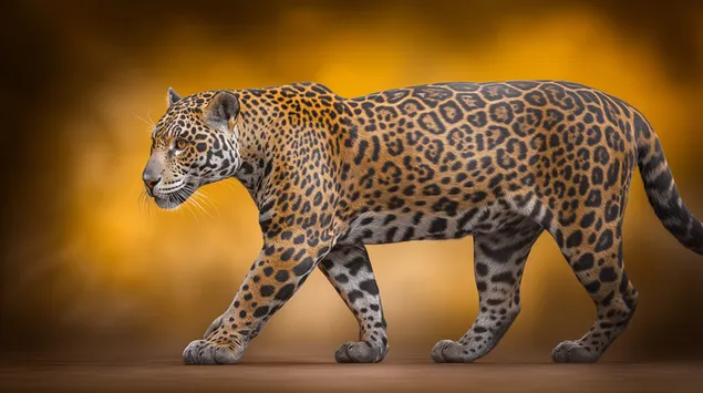 יגואר מלכותי בתנועה על רקע טקסטורה 2K טפט