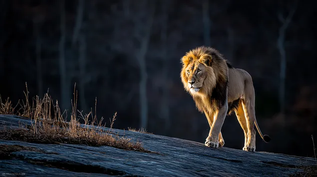 basiliko liontari pou perpataei se ena brakhodes monopati ten anatole tou eliou lepse