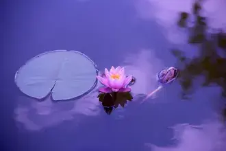 잔잔한 물에 핑크 로터스 꽃의 편안한 보기 4K 배경화면