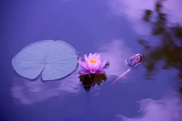 Entspannender Blick auf die rosafarbene Lotusblume in ruhigem Wasser herunterladen