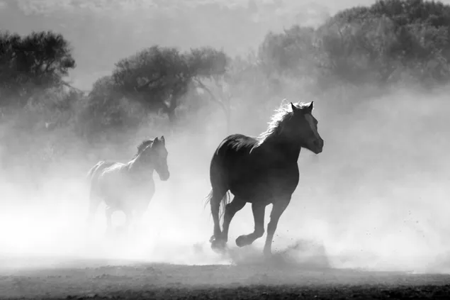 rennende paarden