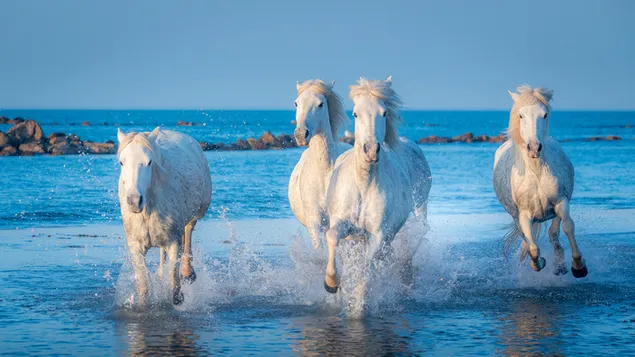 Rennende witte paarden