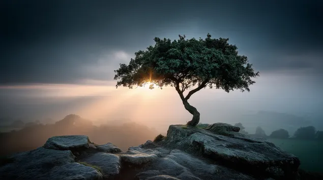 Tapeta Odolný horizontálny strom 2K