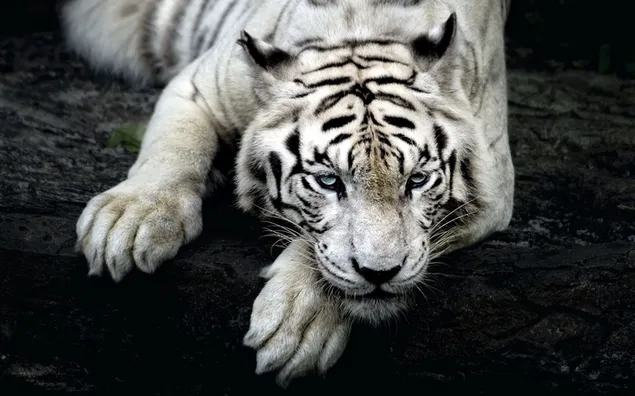 Rustend leunend op witte tijgerpoot op zwart hout 2K achtergrond