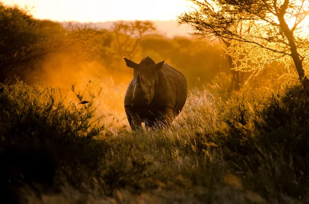 Rhino läuft an sonnigen Tagen schnell zwischen Blumen und Bäumen 2K Hintergrundbild