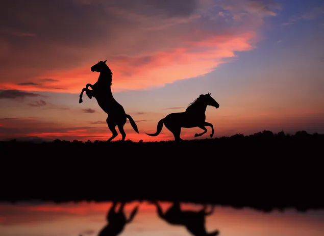 日没時に水に映る跳ね馬と走る馬のシルエット ダウンロード