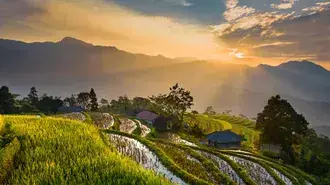 rice field view at sunset download