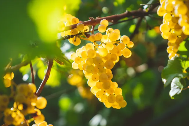 Anggur manis yang matang tergantung di cabang di antara dedaunan di kebun anggur