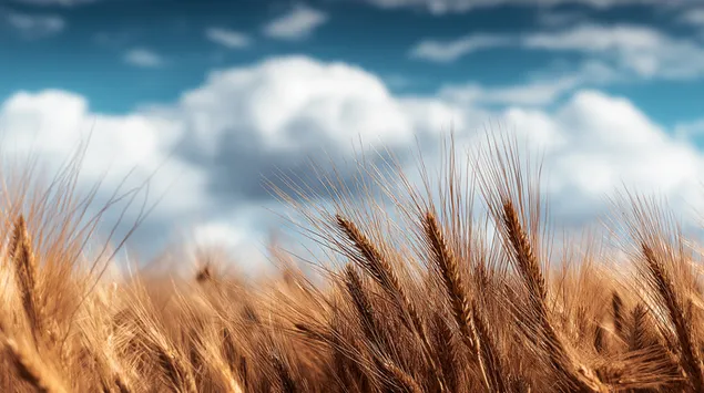Kërcej gruri të pjekur në një sfond qielli të turbullt me ​​re 2K sfond