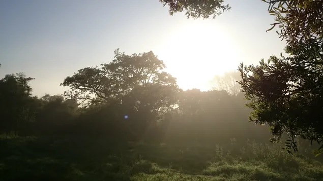 Rising Sun Beam 4K วอลเปเปอร์