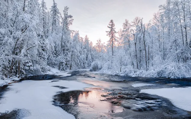 Blick auf den Fluss zwischen schneebedeckten Bäumen 2K Hintergrundbild