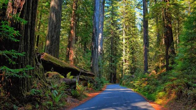 Road through Redwood Forest