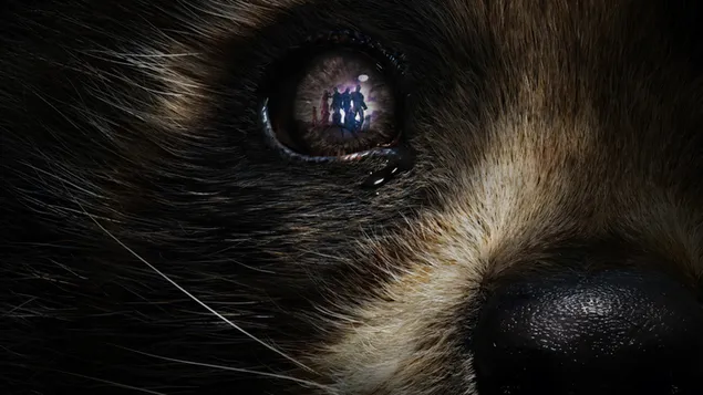 rocket raccoon tu guardians of the galaxy vol. 3 tai xuong