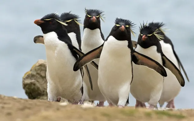 Penguin Rockhopper unduhan