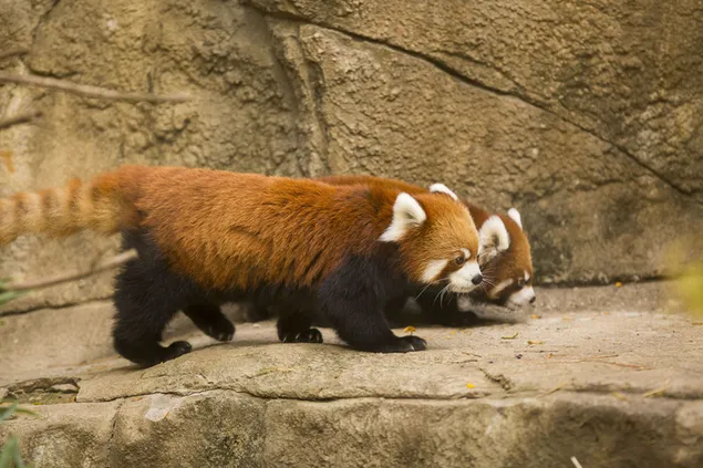 Rode panda download