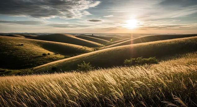 晨曦柔和地洒在绵延起伏的草坡上，金色的阳光穿过高高的野草，洒落在宁静的天空下，映照着连绵起伏的草坡。 8K 壁纸