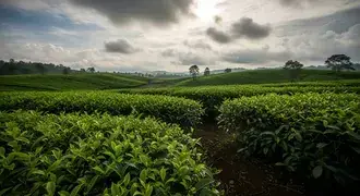 rolling hills of lush tea plants stretch beneath a dramatic sky, capturing the calm beauty and vibrant green patterns of nature's landscape. download