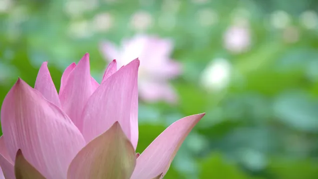 Rosa Lotus