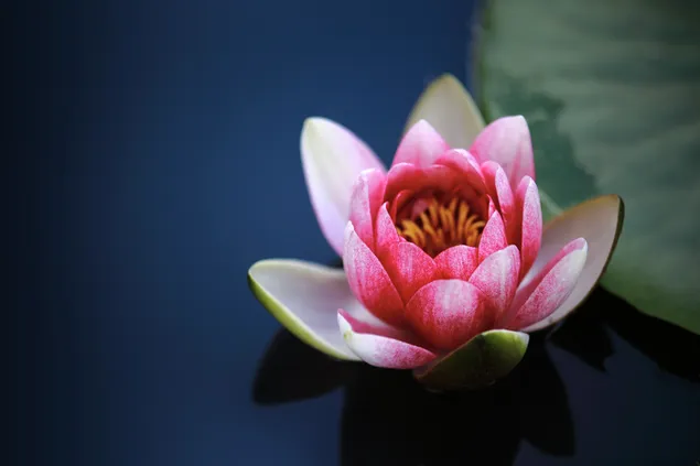 Rosa Lotus-Wasserpflanze in einem ruhigen Wasser herunterladen