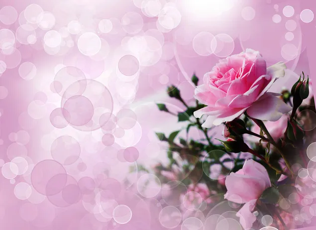 rosa rosa y serenidad