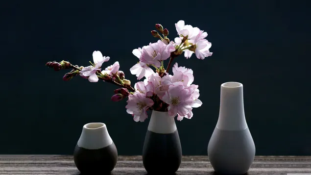 Rosa-weiße angehende Kirschblüten in schwarz-weiß gefärbten Vasen und schwarzem Hintergrund