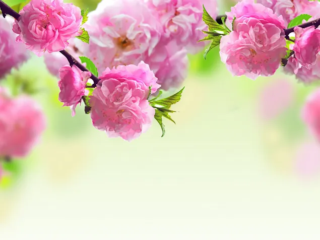 Rosafarbene Blumen, die für spezielle Tagesfeiern des Muttertags bestimmt sind herunterladen
