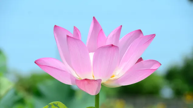 Rosafarbener Lotus
