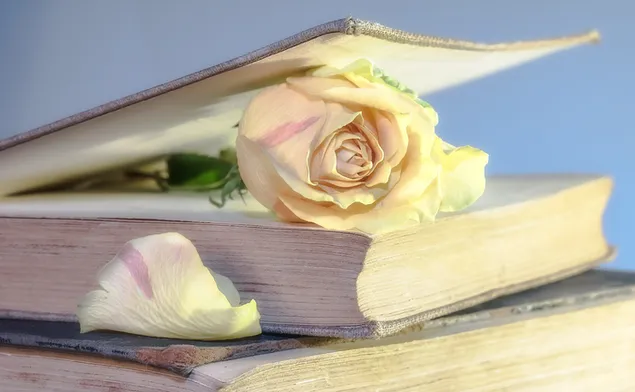 rose among old book