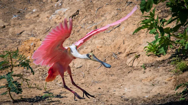 Taustpilt Roseate Spoonbill 4K