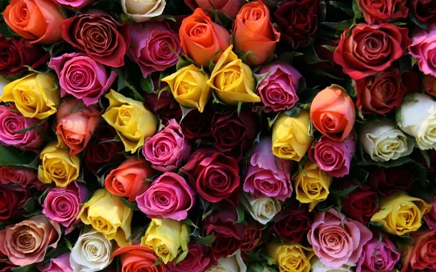 Roses and colors download