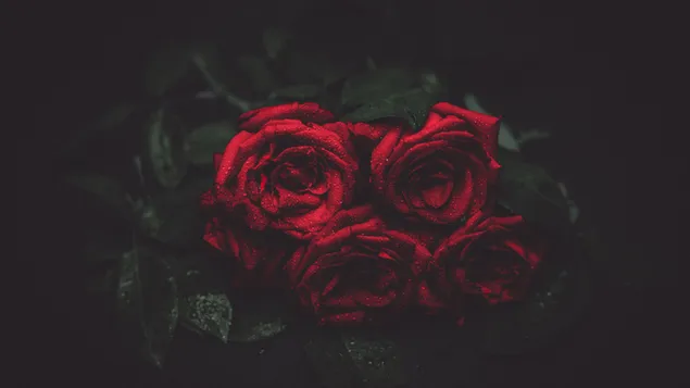 Roses for you!