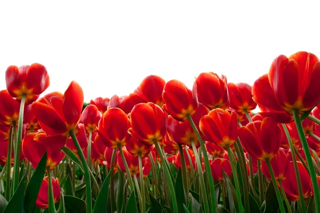 Rote Tulpen Feld