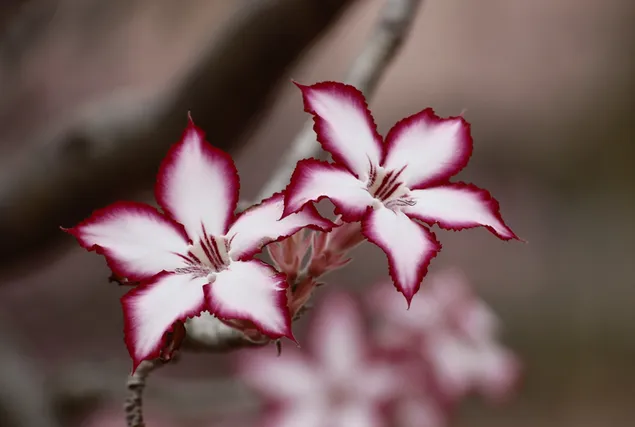Rote und weiße Impala Lily Blume