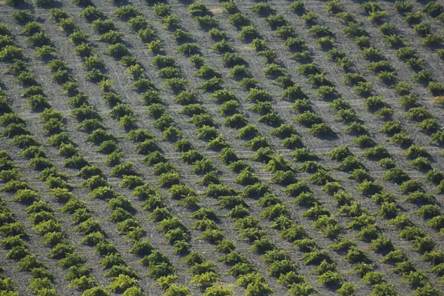 Row of grape fields
