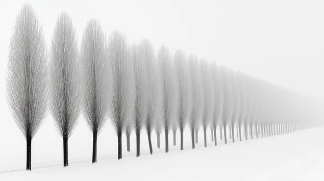 reihe schlanker baume in einer weitlaufigen, schneebedeckten umgebung herunterladen