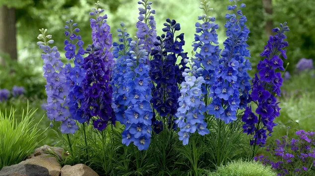 vrsta visokih cvetov larkspurja v razlicnih odtenkih prenos