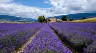 Rows of Lavender Extending to Farmhouse and Distant Hills 2K wallpaper