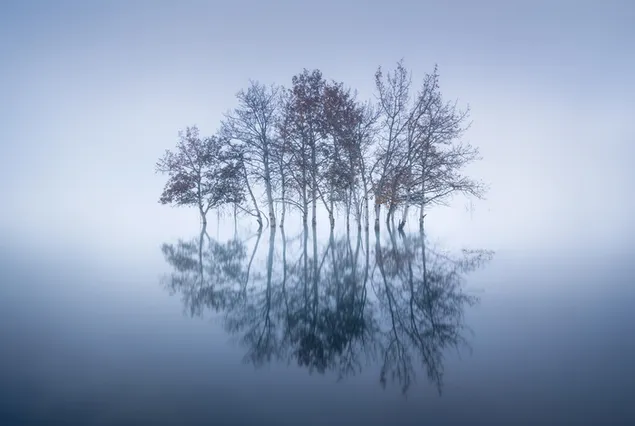 Rows of trees reflected in the lake 2K wallpaper